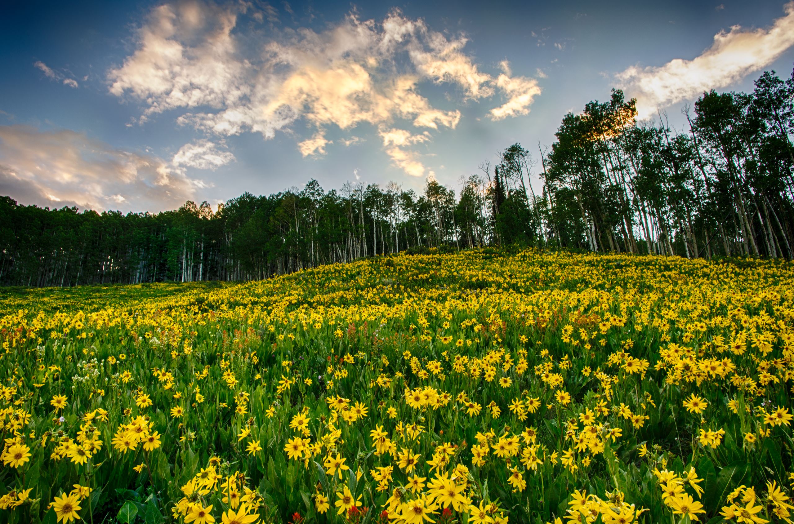 Yellow flowers in a meadow with a blue sky in the background